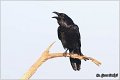 308_common_raven