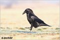 309_common_raven