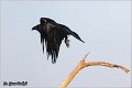 310_common_raven