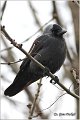 341_jackdaw