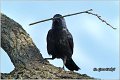 346_jackdaw