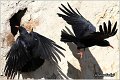 450_red-billed_chough