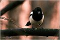 501_magpie