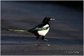 502_magpie