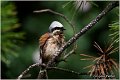 600_red-backed_shrike