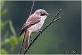 607_red-backed_shrike