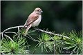 608_red-backed_shrike