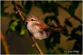 610_red-backed_shrike