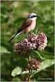 611_red-backed_shrike