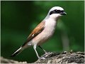 612_red-backed_shrike