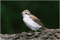 613_red-backed_shrike