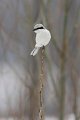 700_great_grey_shrike