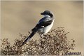 703_great_grey_shrike