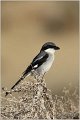 704_great_grey_shrike