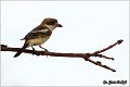 750_woodchat_shrike.