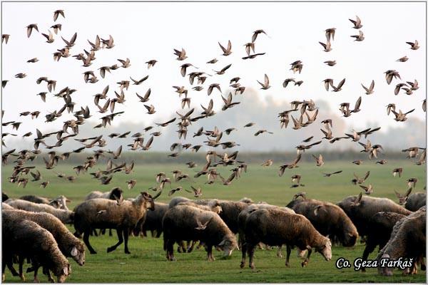 03_starling.jpg - Starling,  Sturnus vulgaris, Cvorak , Location: Slano kopovo, Serbia