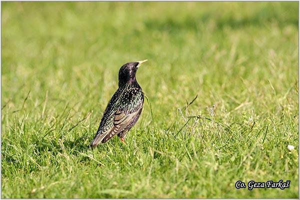 05_starling.jpg - Starling,  Sturnus vulgaris, Cvorak , Location: Slano kopovo, Serbia