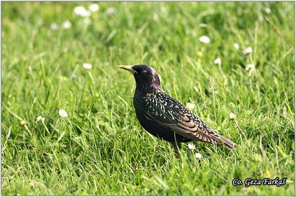 06_starling.jpg - Starling,  Sturnus vulgaris, Cvorak , Location: Slano kopovo, Serbia