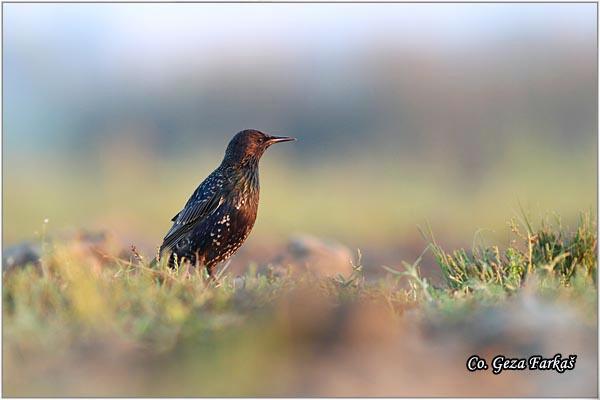 07_starling.jpg - Starling,  Sturnus vulgaris, Cvorak , Location: Tomasevac, Serbia