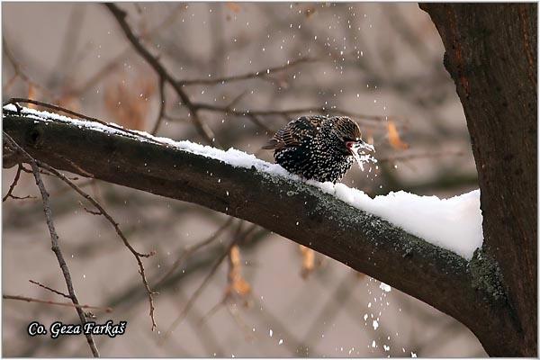 08_starling.jpg - Starling,  Sturnus vulgaris, Cvorak , Location: Slano kopovo, Serbia