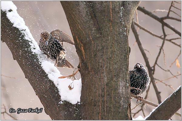 09_starling.jpg - Starling,  Sturnus vulgaris, Cvorak , Location: Slano kopovo, Serbia