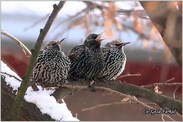 10_starling.jpg - Starling,  Sturnus vulgaris, Cvorak , Location: Slano kopovo, Serbia