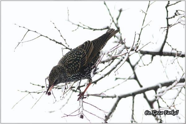 11_starling.jpg - Starling,  Sturnus vulgaris, Cvorak , Location: Tomasevac, Serbia