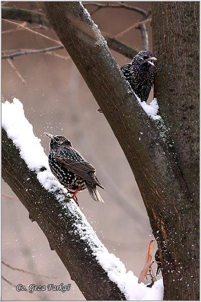 12_starling.jpg - Starling,  Sturnus vulgaris, Cvorak , Location: Novi Sad, Serbia