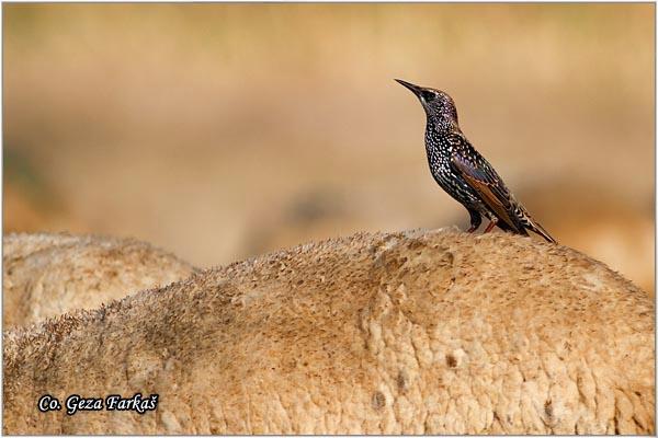 13_starling.jpg - Starling, Sturnus vulgaris, Èvorak , Location - mesto: Novi Sad, Serbia