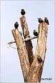 02_starling