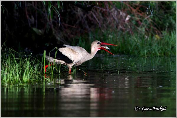 01_white_stork.jpg - White Stork, Ciconia ciconia, Roda, Mesto - Location: Novi Sad, Serbia