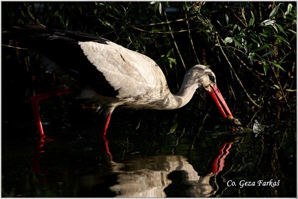 02_white_stork.jpg - White Stork, Ciconia ciconia, Roda, Mesto - Location: Novi Sad, Serbia