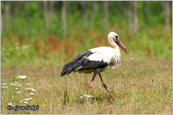 04_white_stork.jpg - White Stork, Ciconia ciconia, Roda, Mesto - Location: Tomasevac, Serbia