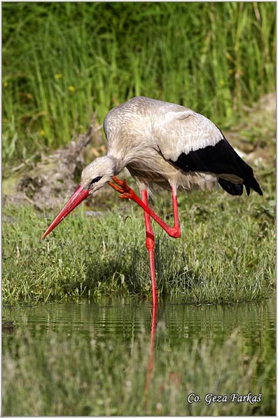 06_white_stork.jpg - White Stork, Ciconia ciconia, Roda, Mesto - Location: Novi Sad, Serbia