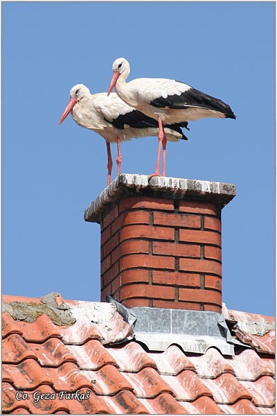 08_white_stork.jpg - White Stork, Ciconia ciconia, Roda, Mesto - Location: Kovilj, Serbia
