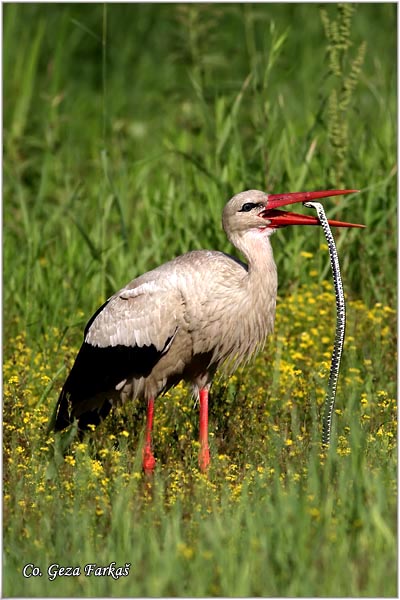 09_white_stork.jpg - White Stork, Ciconia ciconia, Roda, Mesto - Location: Novi Sad, Serbia