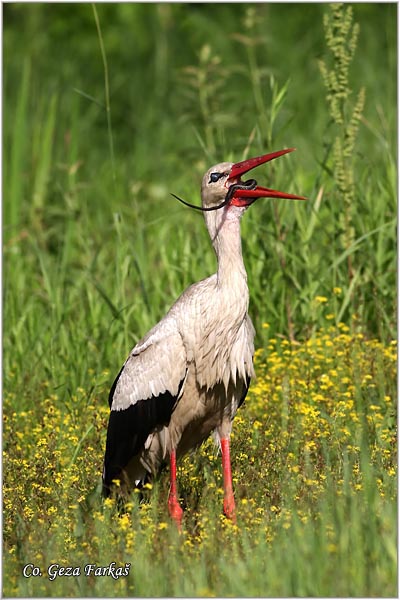 10_white_stork.jpg - White Stork, Ciconia ciconia, Roda, Mesto - Location: Novi Sad, Serbia