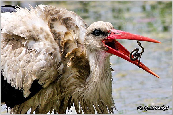 11_white_stork.jpg - White Stork, Ciconia ciconia, Roda, Mesto - Location: Novi Sad, Serbia