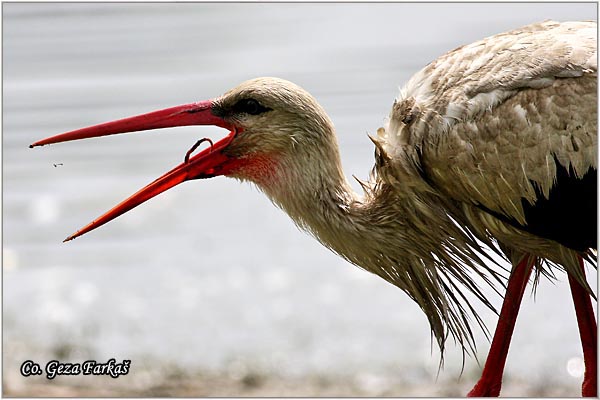 12_white_stork.jpg - White Stork, Ciconia ciconia, Roda, Mesto - Location: Novi Sad, Serbia