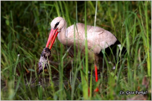 13_white_stork.jpg - White Stork, Ciconia ciconia, Roda, Mesto - Location: Novi Sad, Serbia