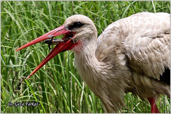 14_white_stork.jpg - White Stork, Ciconia ciconia, Roda, Mesto - Location: Novi Sad, Serbia