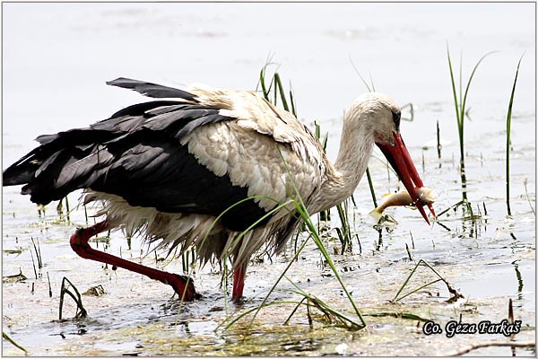 15_white_stork.jpg - White Stork, Ciconia ciconia, Roda, Mesto - Location: Novi Sad, Serbia