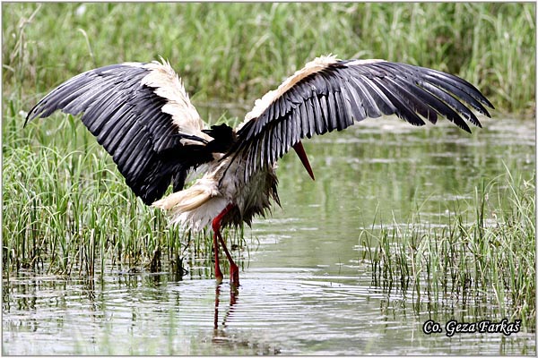 16_white_stork.jpg - White Stork, Ciconia ciconia, Roda, Mesto - Location: Novi Sad, Serbia
