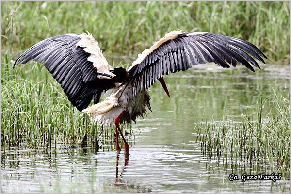 16_white_stork.jpg - White Stork, Ciconia ciconia, Roda, Mesto - Location: Novi Sad, Serbia