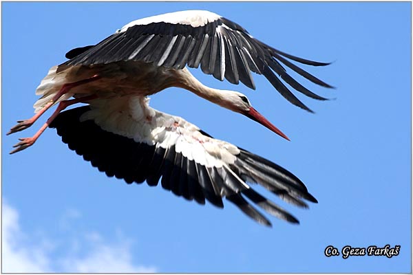17_white_stork.jpg - White Stork, Ciconia ciconia, Roda, Mesto - Location: Kovilj, Serbia
