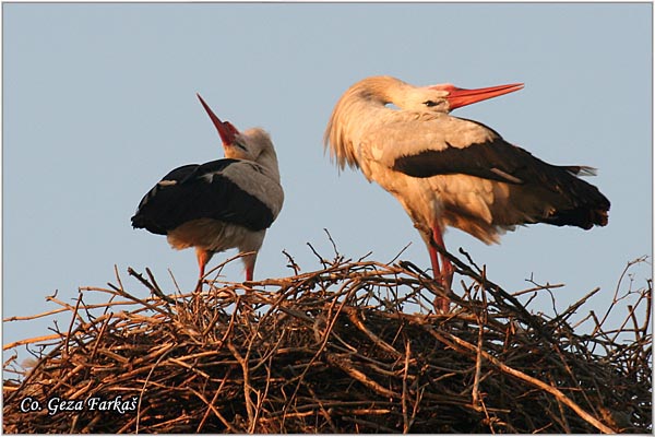 20_white_stork.jpg - White Stork, Ciconia ciconia, Roda, Mesto - Location: Kovilj, Serbia