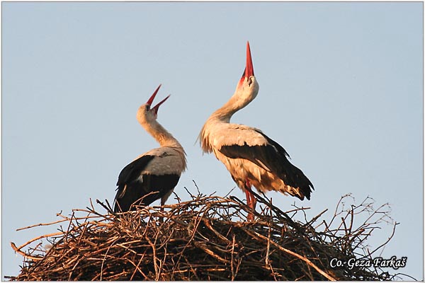 21_white_stork.jpg - White Stork, Ciconia ciconia, Roda, Mesto - Location: Kovilj, Serbia