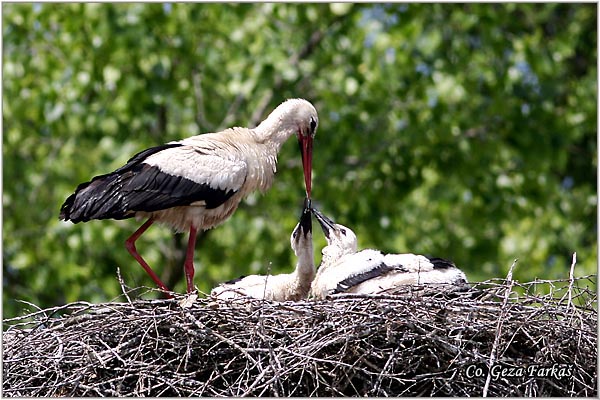 22_white_stork.jpg - White Stork, Ciconia ciconia, Roda, Mesto - Location: Kovilj, Serbia