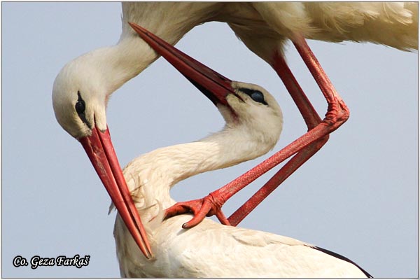 26_white_stork.jpg - White Stork, Ciconia ciconia, Roda, Mesto - Location: Kovilj, Serbia