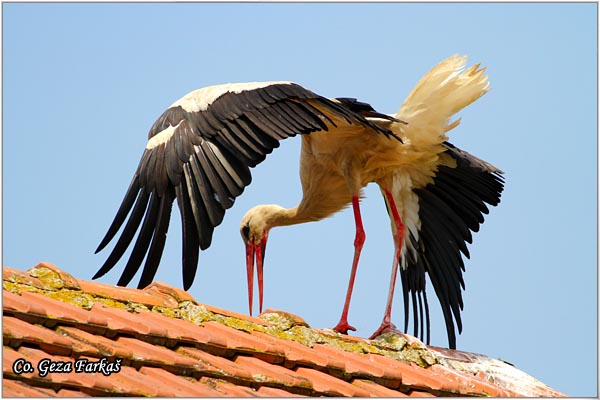 28_white_stork.jpg - White Stork, Ciconia ciconia, Roda, Mesto - Location: Kovilj, Serbia